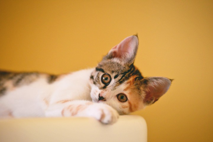 Cat Lovers Simak, Kenali 4 Manfaat Sterilisasi pada Kucing Jantan